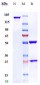 Anti-SERPINE1 Reference Antibody (Sanofi patent anti-PAI-1)